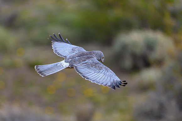 Cinereous Harrier