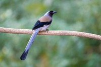 Grey treepie