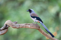 Grey treepie