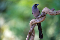 Grey treepie