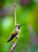 Long billed Starthroat