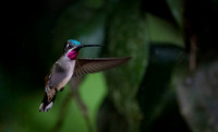 Long billed Starthroat