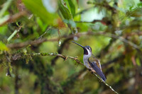 Long billed Starthroat