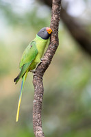 Slaty headed parakeet