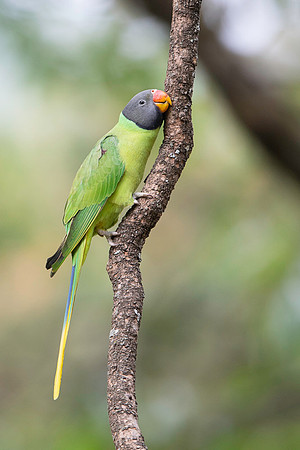 Slaty headed parakeet