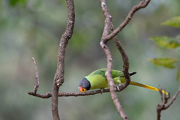 Slaty headed parakeet