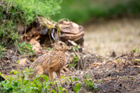 Eurobean rabbit / Zając
