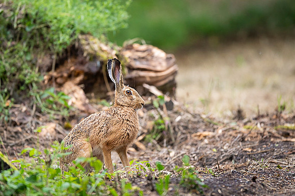 Eurobean rabbit / Zając