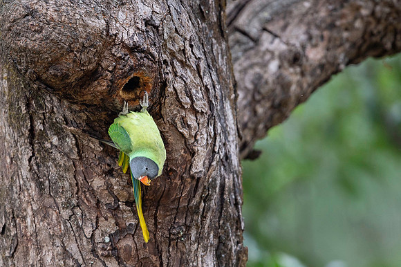 Slaty headed parakeet