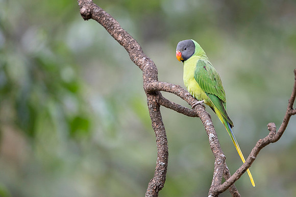 Slaty headed parakeet