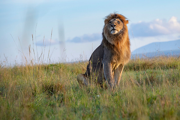 Lion