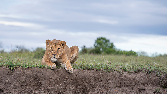Lion