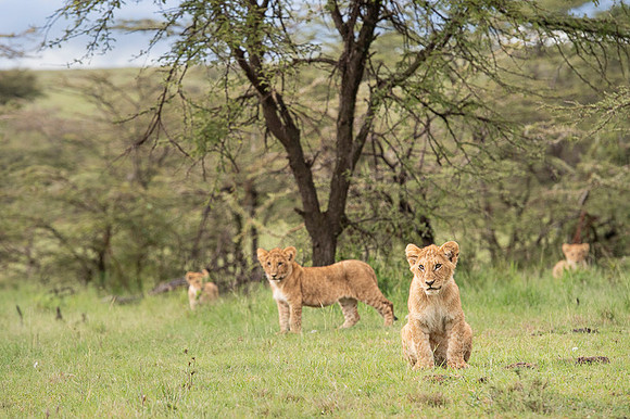 Lion