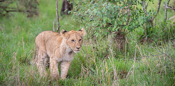 Lion