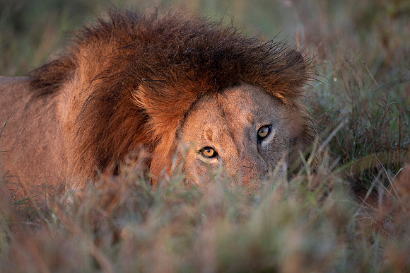 Lion