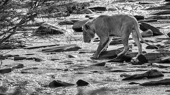 Lion