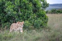Lion