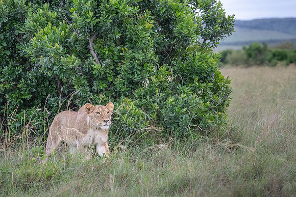 Lion