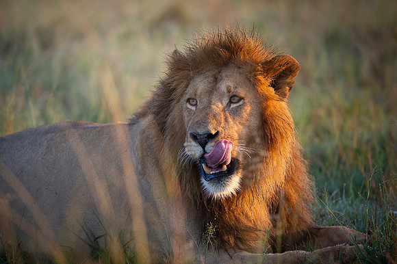 Lion