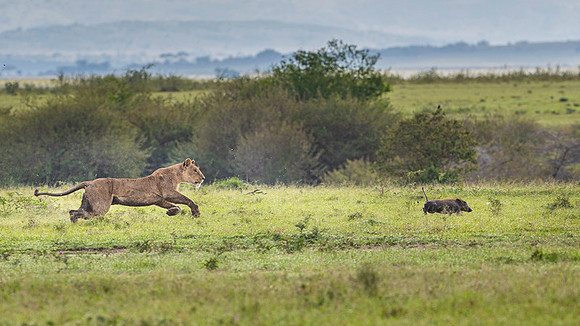 Lion