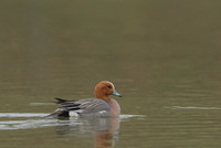 Eurasian Wigeon / Świstun