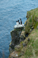 Brünnich’s guillemot  Nurzyk polarny