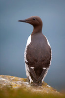 Brünnich’s guillemot  Nurzyk polarny