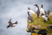 Brünnich’s guillemot  Nurzyk polarny