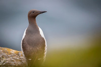 Brünnich’s guillemot  Nurzyk polarny
