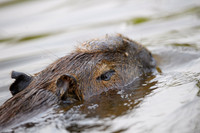 Capybara