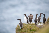 Brünnich’s guillemot  Nurzyk polarny