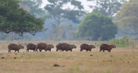 Capybara
