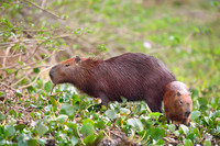 Capybara