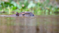 Capybara