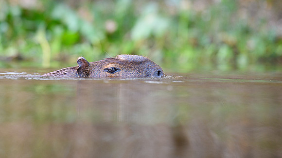 Capybara