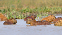 Capybara