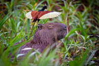 Capybara