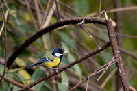 Green back tit