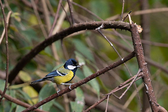 Green back tit
