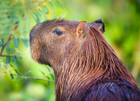 Capybara