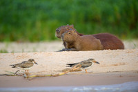 Capybara