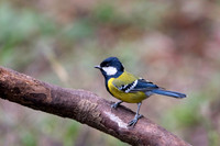 Green back tit