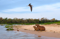 Capybara