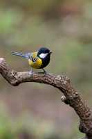 Green back tit