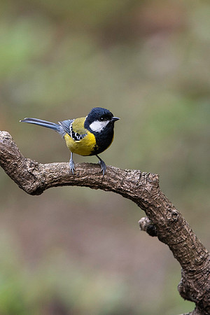 Green back tit