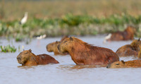Capybara