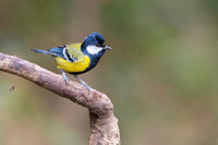 Green back tit