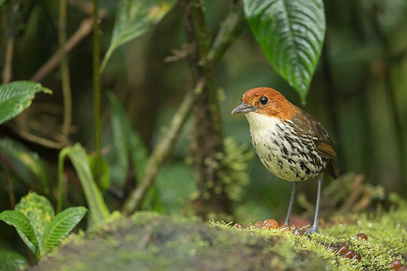 Chestnut-crowned Anpitta