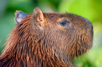 Capybara