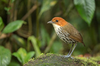 Chestnut-crowned Anpitta